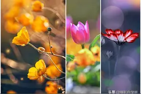 不可错过的拍花技巧，7个花朵摄影技巧，帮你随手拍美小花朵图片