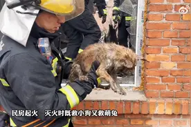 被熏黑的奶狗与萌兔，火场被救出图片