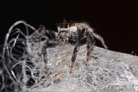 奇妙的蜘蛛世界：探秘蜘蛛吐丝与网的制作图片