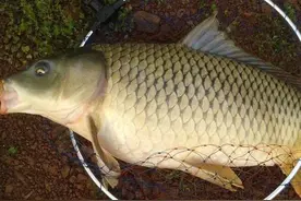 小杂鱼闹窝怎么处理？五要诀助你摆脱杂鱼烦恼图片