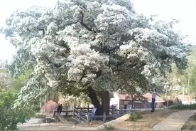 树覆一寸雪，香飘十里村。淄博七大最美流苏网红打卡点都在哪里？齐桓公栽下的这颗被称为“千年齐鲁树王”。图片