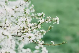 双休日暖如初夏，适宜踏青出游~图片