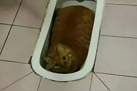放弃幻想，一张图让我成功戒猫了图片