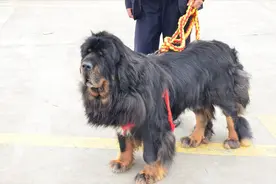 原来“藏獒”这么可怕，怪不得那么多人“望而却步”图片