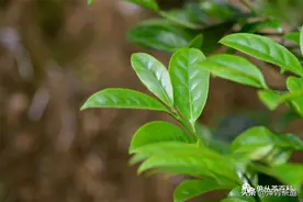 全面了解凤凰单丛茶，看这篇就够了图片