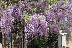 北方院子，适合种什么花？凌霄，紫藤都可以，耐低温花期长图片