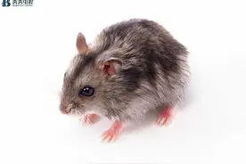 如何灭鼠？教你几种有效的捕鼠大法图片