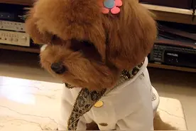 泰迪是否“纯种”，查看这5点，很多人养的是串串图片