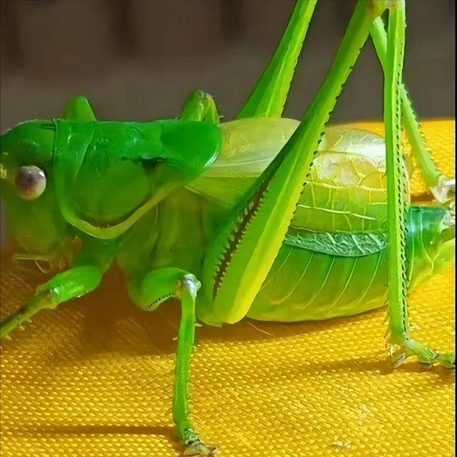 鸣虫文化·蝈蝈葫芦