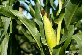 花玉米是转基因的吗？让我们来了解真实情况！图片