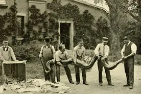 “亚马逊巨蟒”真的存在吗？它究竟有多大？图片