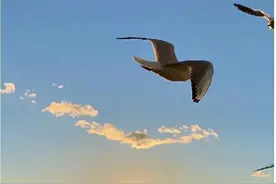 加拿大直飞回国航班图片