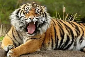 老虎靠爪牙猎食生存，毒蛇靠毒液猎食生存，人类靠什么生存？图片