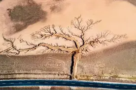 西藏这棵树，惊艳了世界图片