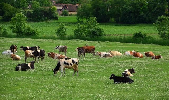 想要牛羊长得快还是得喂饲料添加剂（兽用小料）