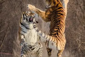 生肖虎和什么生肖能够平起平坐，友好相处？图片