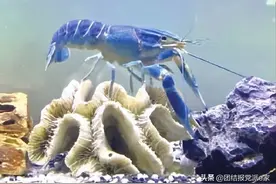 「共同富裕·浙江故事」一只蓝龙虾带来的共富探索图片