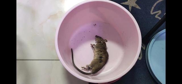 记录一下住在高层的我是如何用电蚊拍抓老鼠的