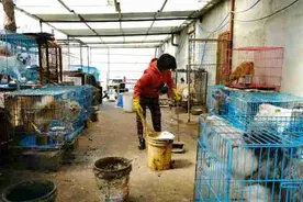 她因救下重病狗狗身负重债，如今基地600多只毛孩子缺粮急需帮助图片