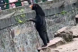 【谣言粉碎机】熊被质疑是“人假扮”？！杭州动物园回应图片