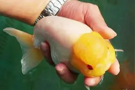 10月养鱼，你应该知道哪些知识？图片