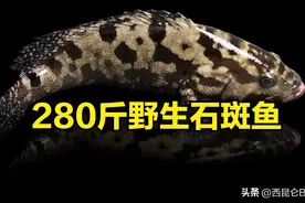 “仅卖”3.8万！广东渔民捕获280斤野生石斑鱼，罕见个头颇受质疑图片