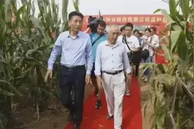 坏透了！专家下地观摩，在出穗麦田铺红毯，作秀毁坏庄稼可耻图片