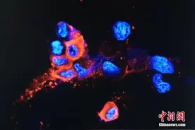 科兴成功分离奥密克戎变异株并完成基因测序！钟南山：中国的防疫政策是对的图片