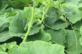 南瓜尖种植技术，做好这几点，产量高、品质好，收入翻倍图片