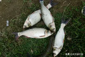 图解3种鲢鳙钓法，气温越高，鲢鳙越好钓图片