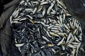 挖个池塘，不放鱼，为何几个月后会出现好多鱼？鱼从哪里来？图片