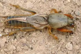 十日谈 |“土狗”蝼蛄图片