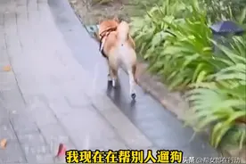 妙龄女子兼职代遛狗，半小时30元月入上千，还不用跟人接触图片