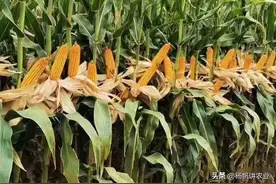 亩产3300斤的高产玉米MC670你种过吗？2022年很火的玉米品种图片