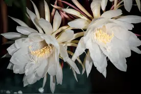 昙花有什么特性，怎样栽培？图片