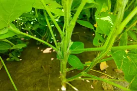 大豆在这个时间打控旺药，结荚多籽粒饱满产量高图片