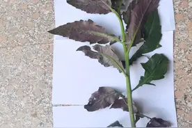 贵州疾控提醒：野菜中毒又双叒叕来了！图片