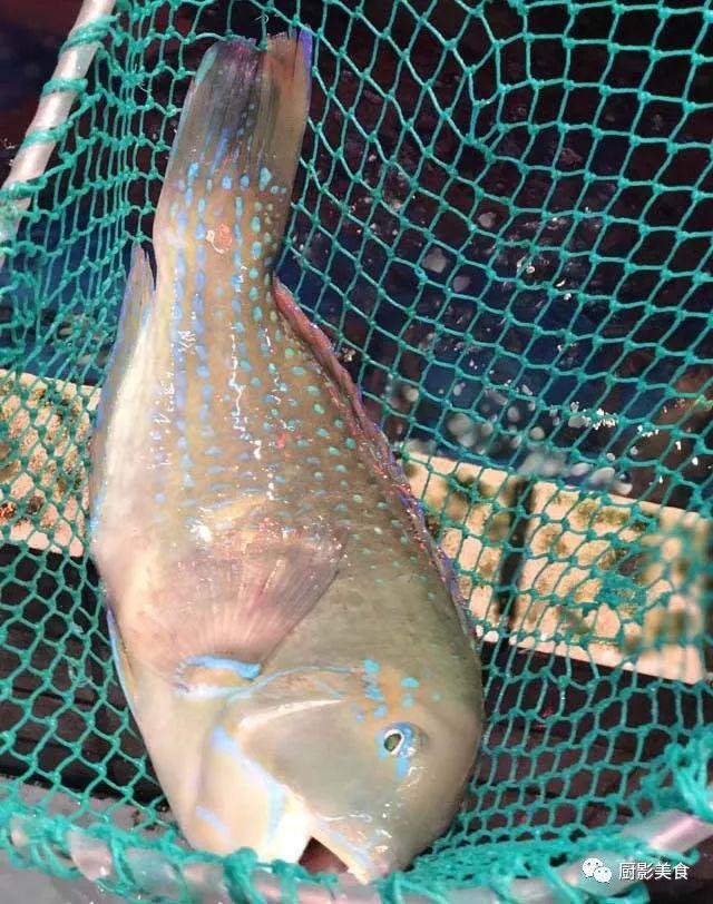 40头的花胶是几级 2025年花胶40头是什么意思?