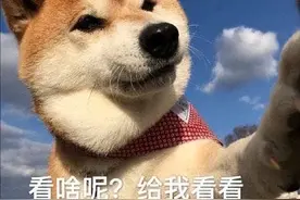 狗狗总舔“小便处”，其实是有大事要告诉你！图片