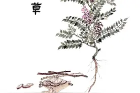 甘草，形状图片浅看图片