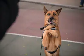 狗子经常把爪子搭在你身上，并且两眼看着你，它究竟想干什么呢图片