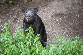 76年队里养土猪，一小猪多次逃跑被抓回，最后引来野猪｜动物奇事图片