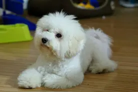 比熊犬“舔尿道口”=“恶心”？主人你错了，看完赶紧重视起来图片