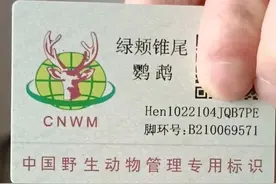 目前国内可以合法饲养的7种鹦鹉以及优缺点图片