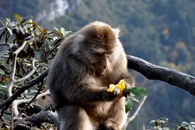 峨眉山“人猴大战”频发，猴王被当场击毙，为何游客被猴子攻击？图片