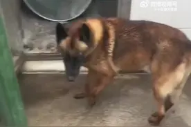 致敬无言的战士！#警犬黑虎离世#图片