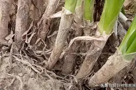 雨后应该如何管理大葱图片