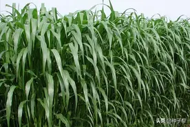 养草鱼种什么草？这个饲草产量高，南北方都能种，一年收割6~8次图片