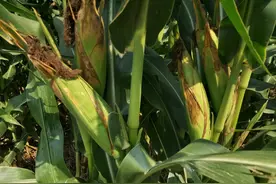 这个矮秆玉米新品种，抗倒抗病又高产，现场测产901.95公斤图片