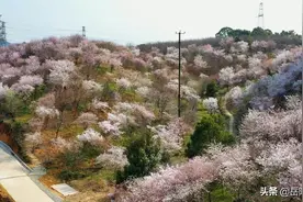 岳阳这里樱花开了，来赴一场浪漫的春日之约吧图片